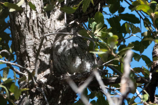 Image of Whiskered Screech Owl