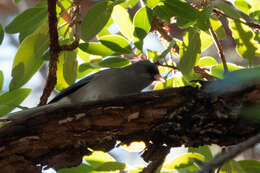 Image of juncos