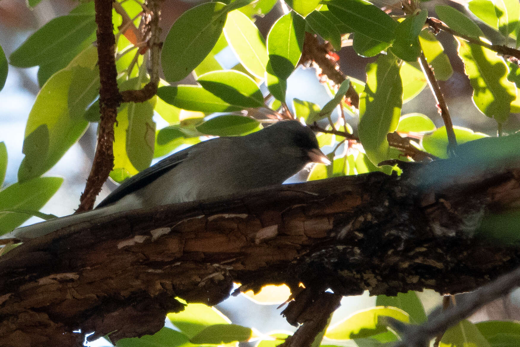 Image of juncos