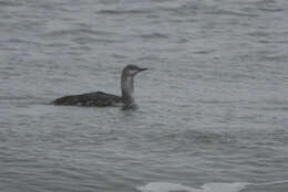 Image of Red-throated Diver