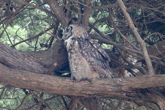 Image of Great Horned Owl