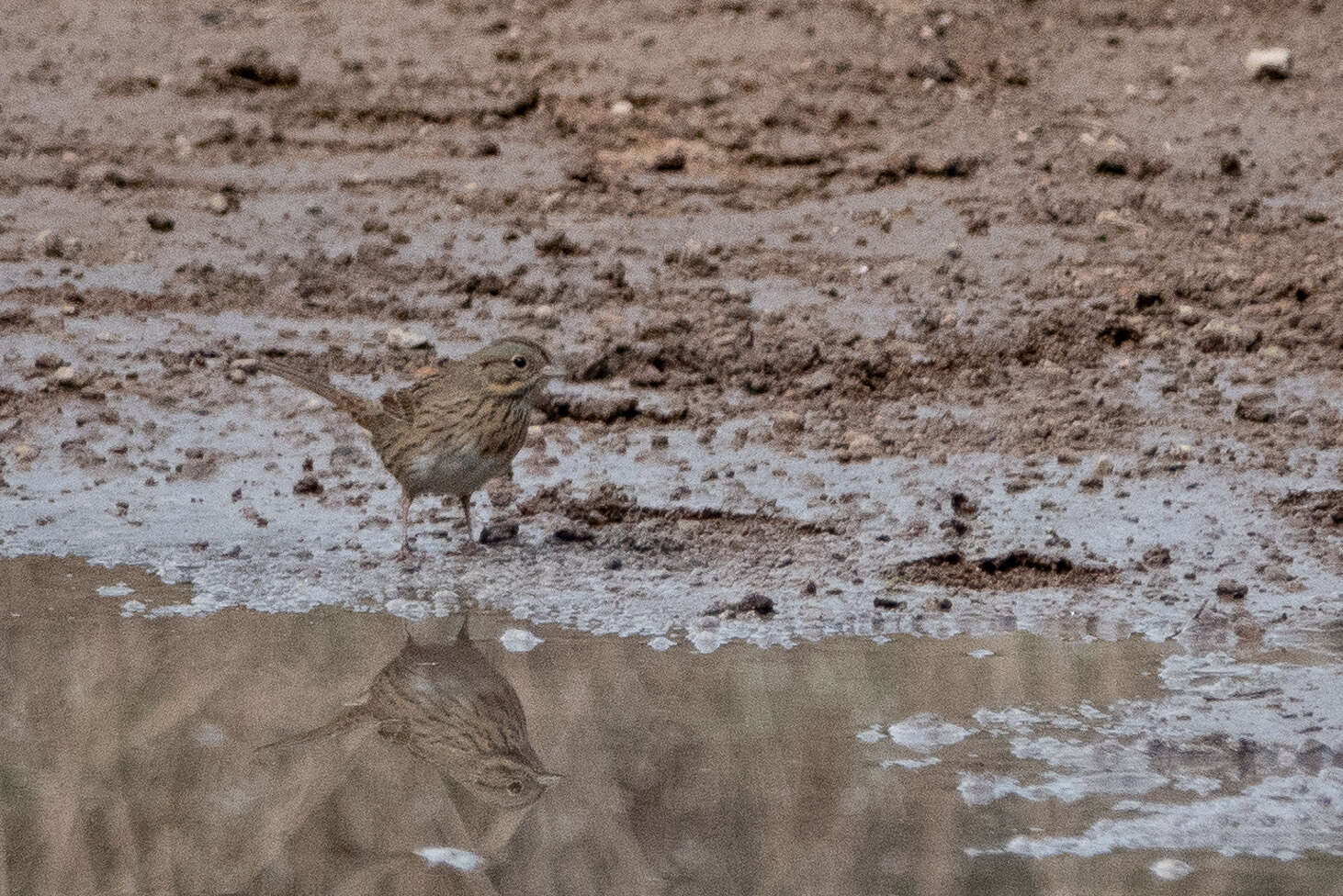 Image of Lincoln's Sparrow