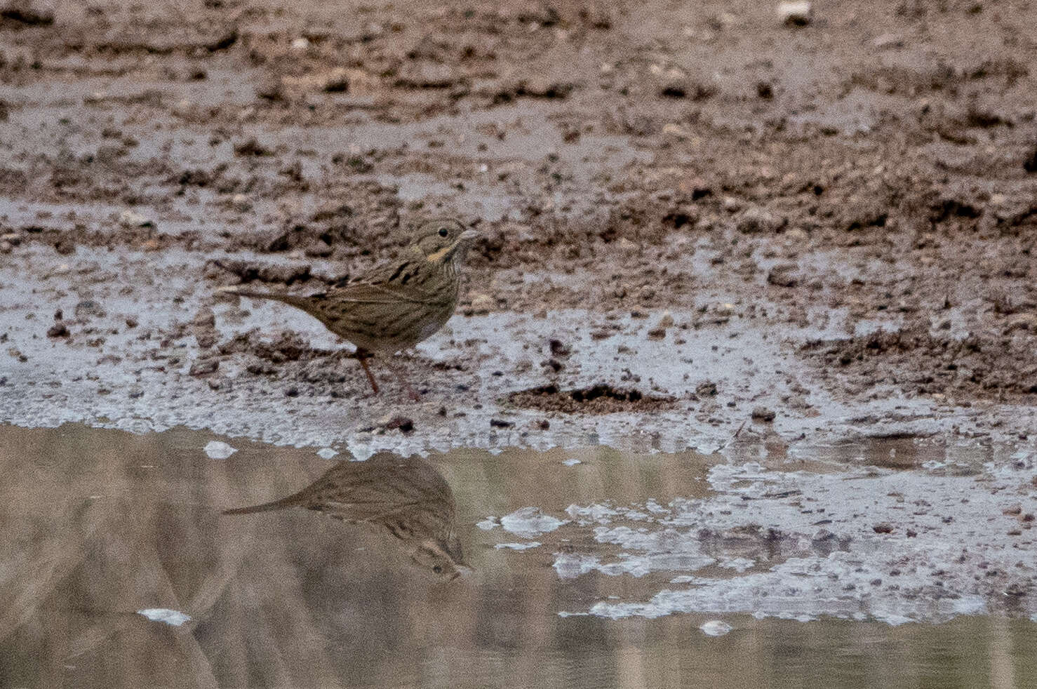 Image of Lincoln's Sparrow