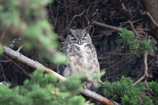 Image of Great Horned Owl