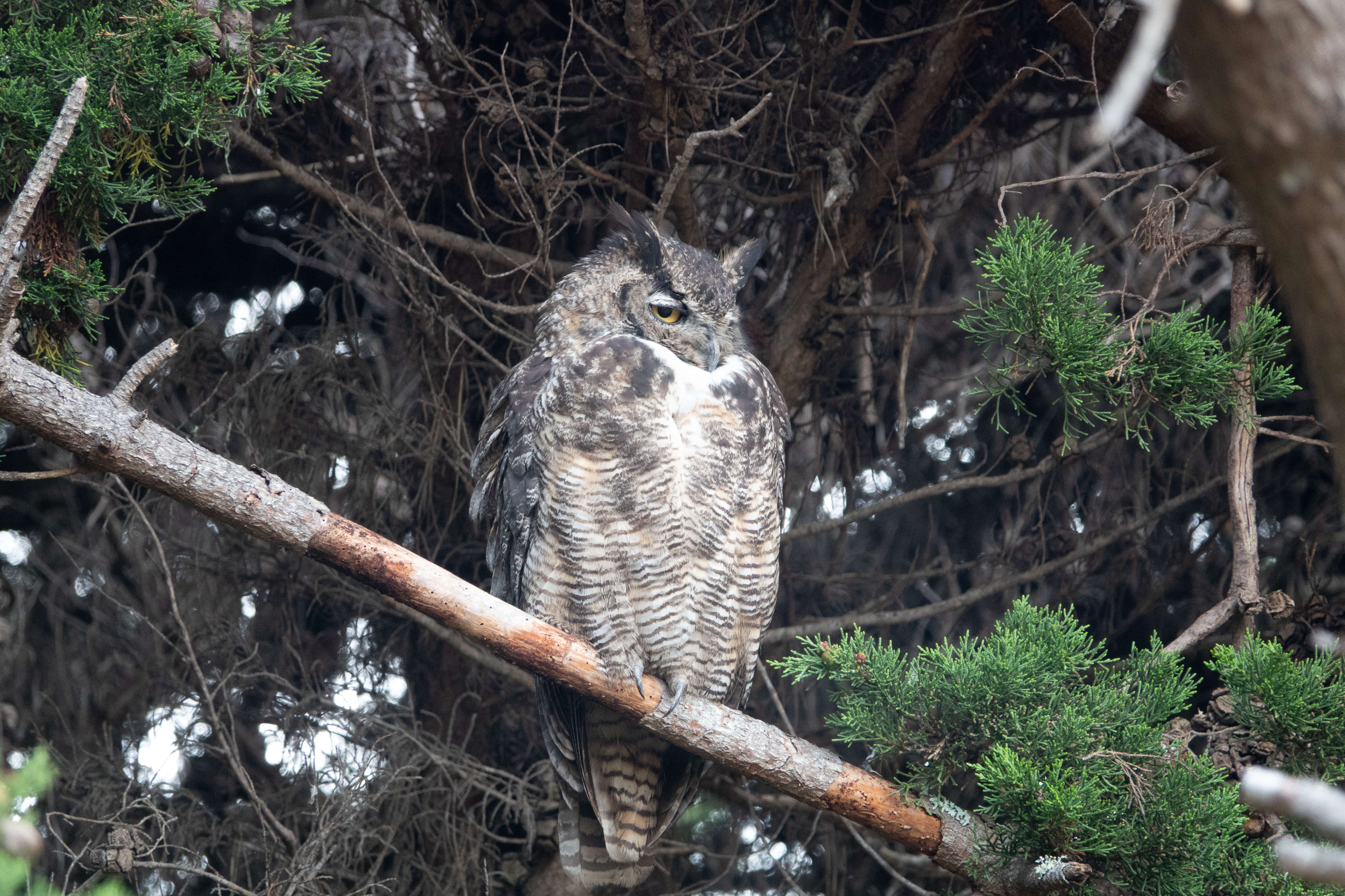 Image of Great Horned Owl