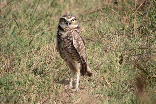 Image of Burrowing Owl