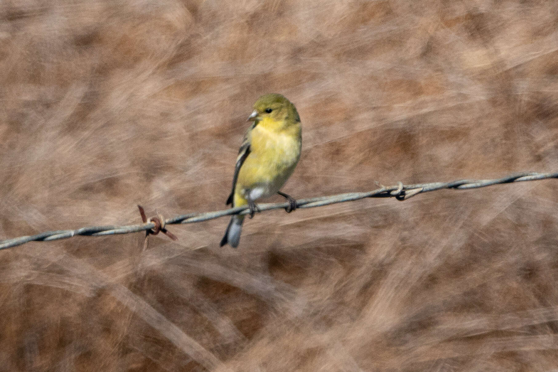 Image of American Goldfinch