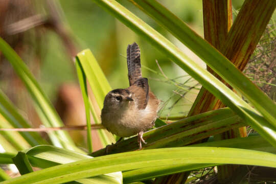 Image of Marsh Wren