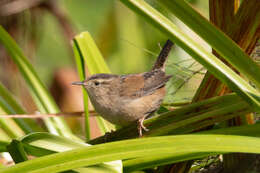 Image of Marsh Wren