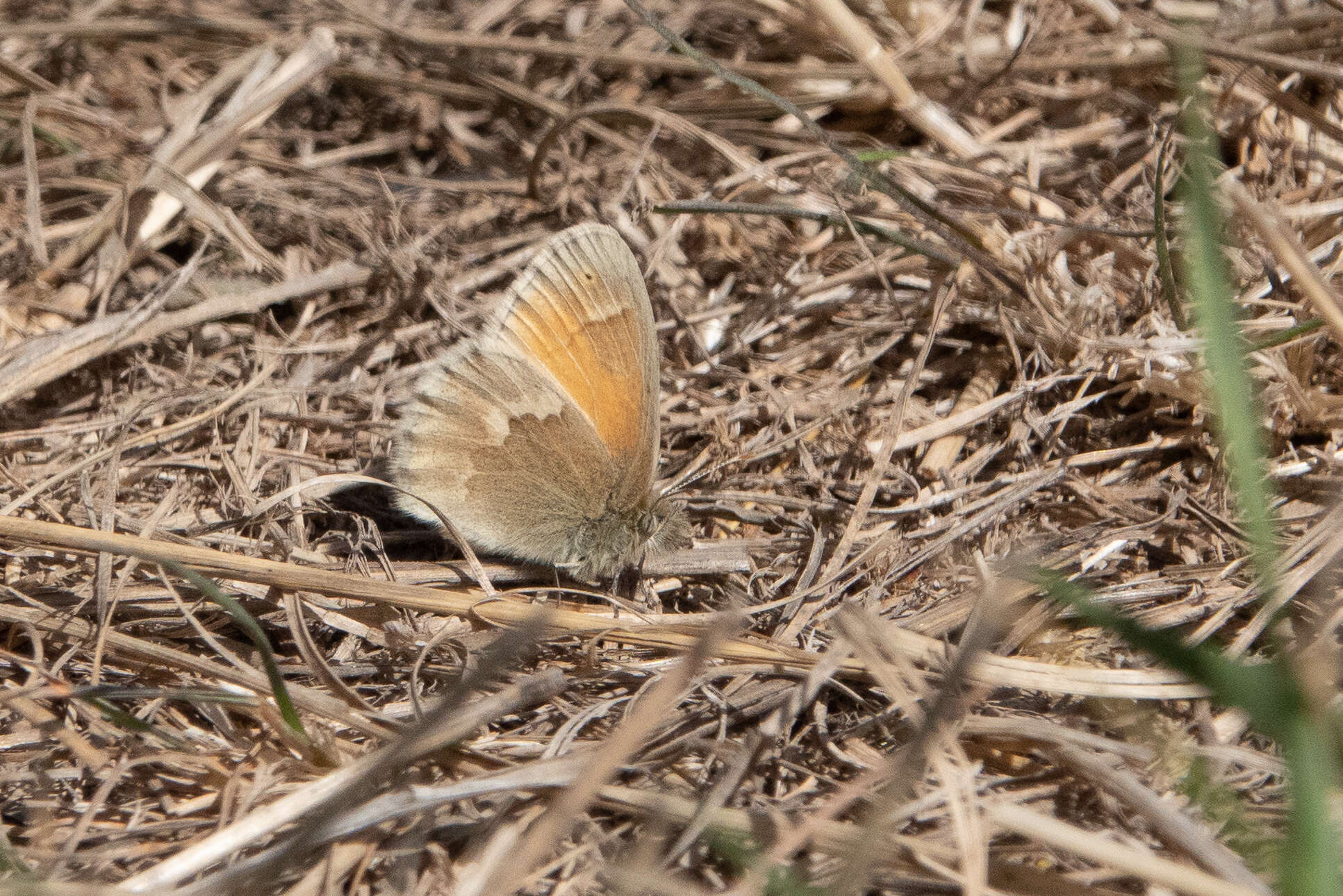 Image of Common Ringlet