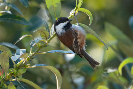 Image of Chestnut-backed Chickadee