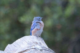 Image of Western Bluebird