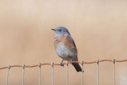 Image of Western Bluebird