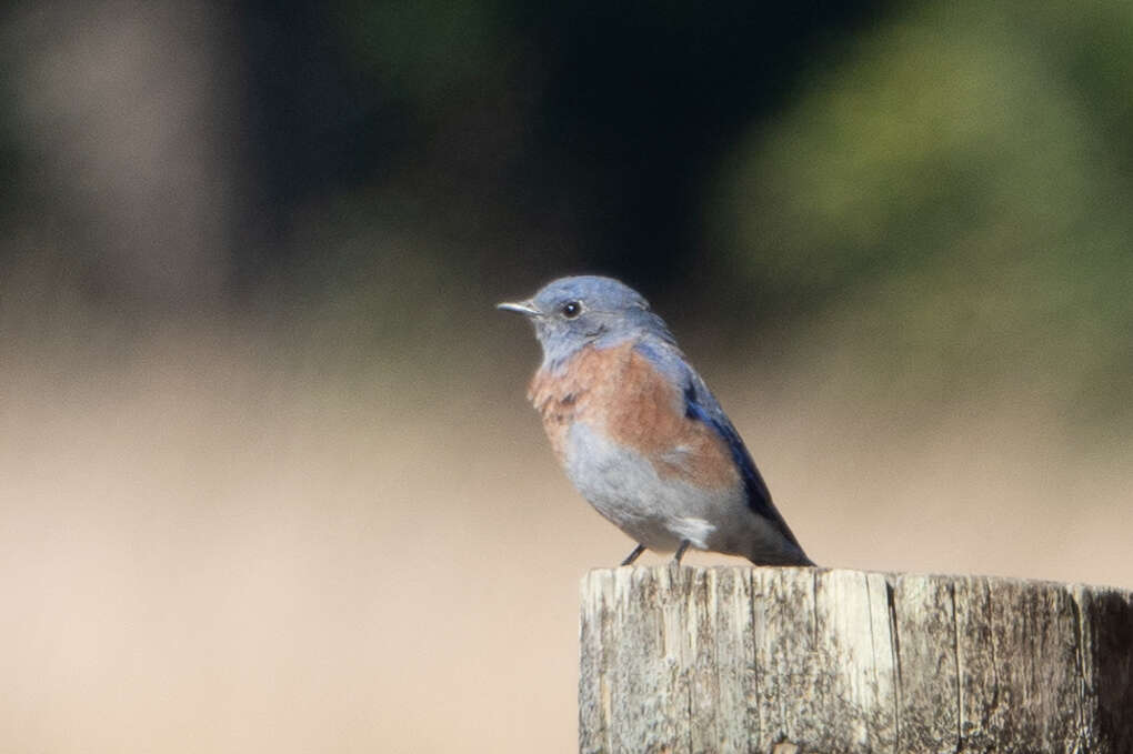 Image of Western Bluebird