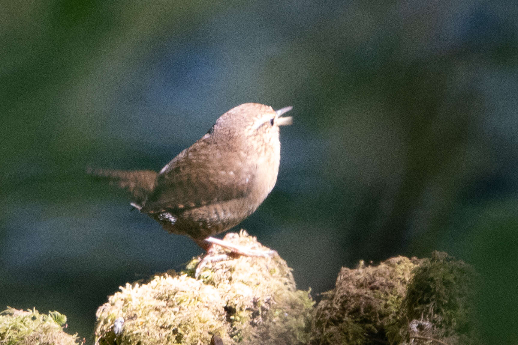 Image of Pacific Wren