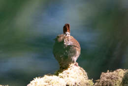 Image of Pacific Wren