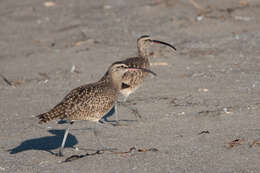 Image of Hudsonian Whimbrel