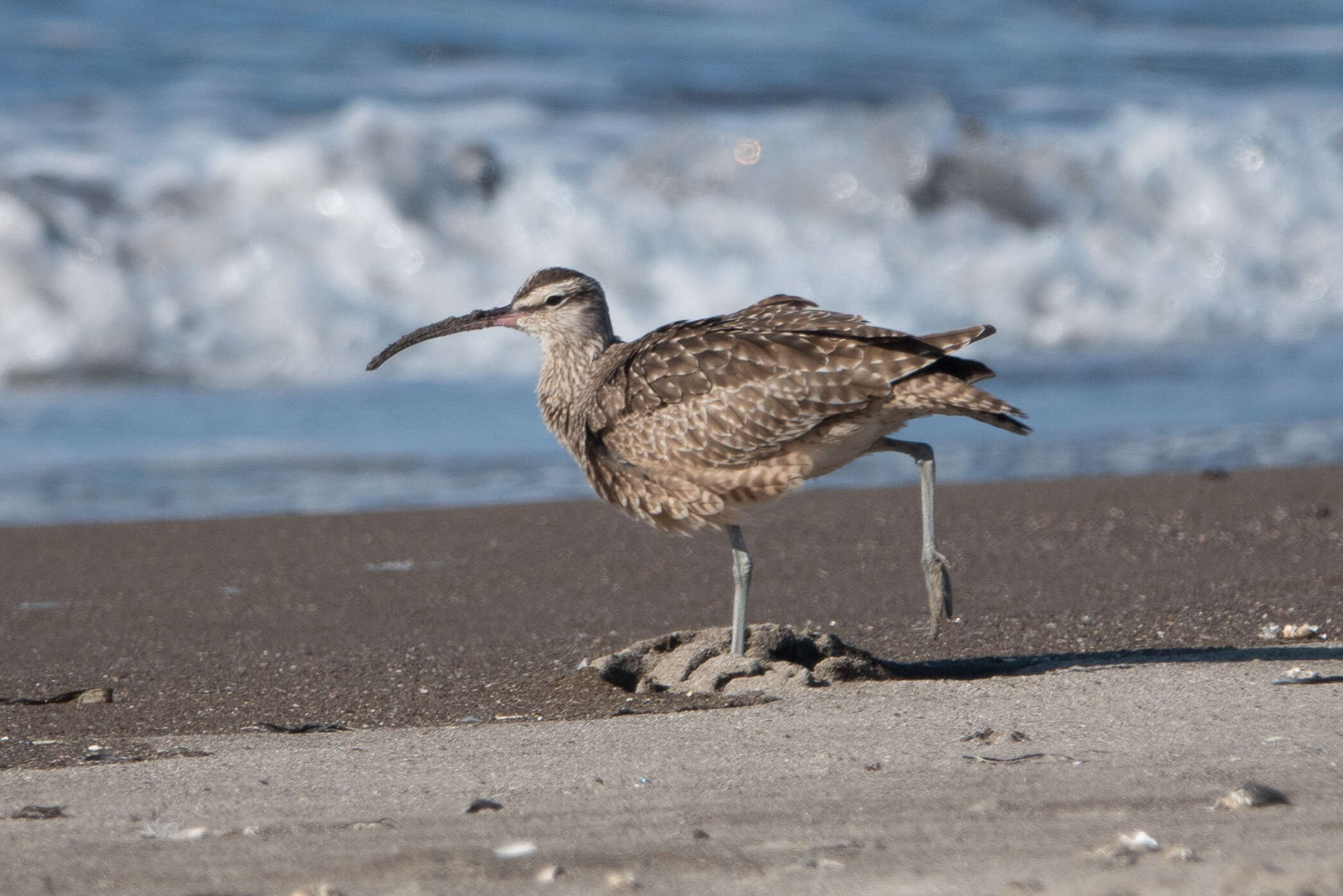 Image of Hudsonian Whimbrel