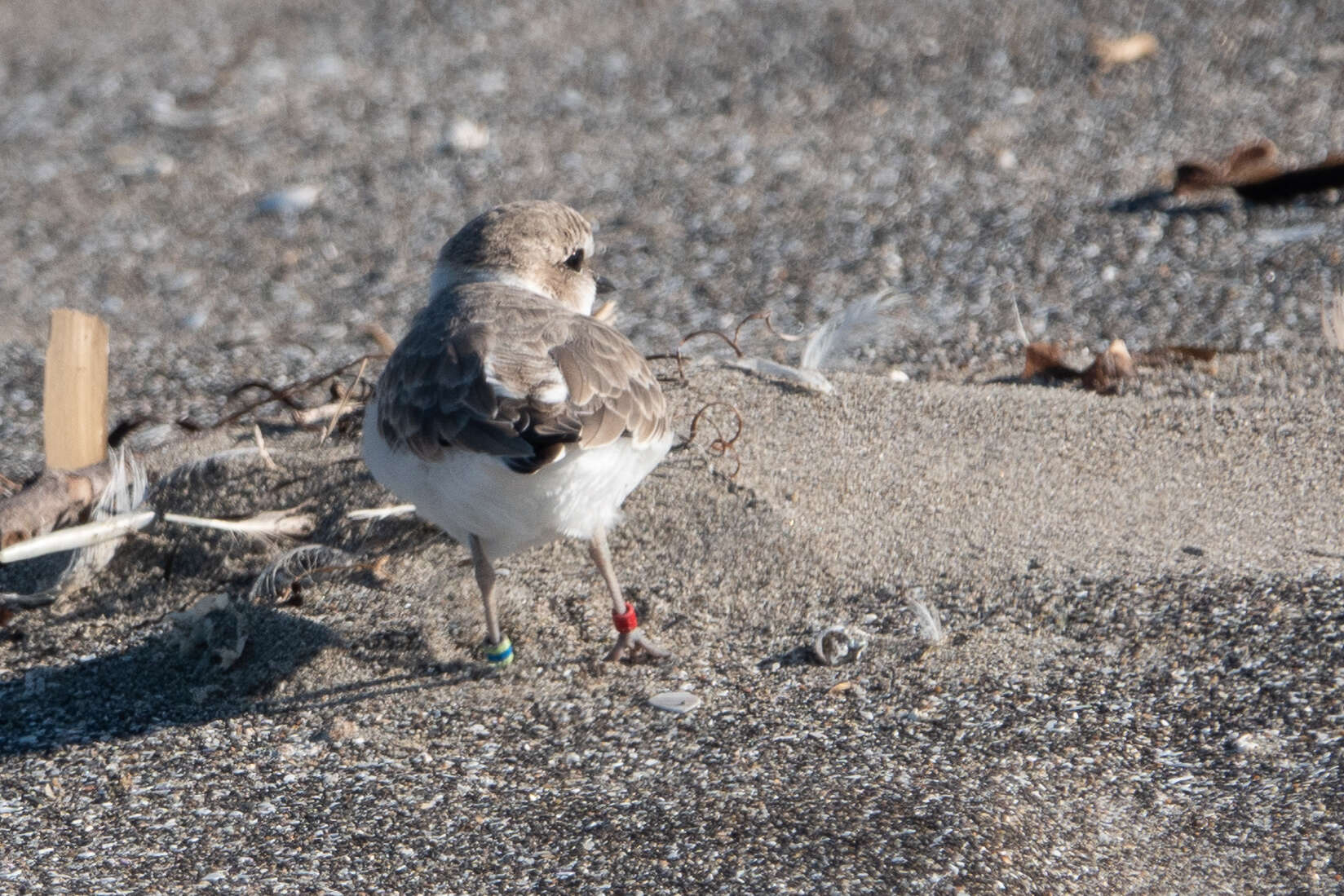 Слика од Charadrius nivosus (Cassin 1858)