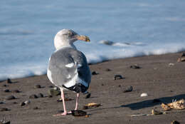 Image of Ring-billed Gull