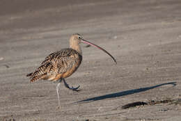 Image of Long-billed Curlew