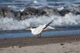 Image of Elegant Tern