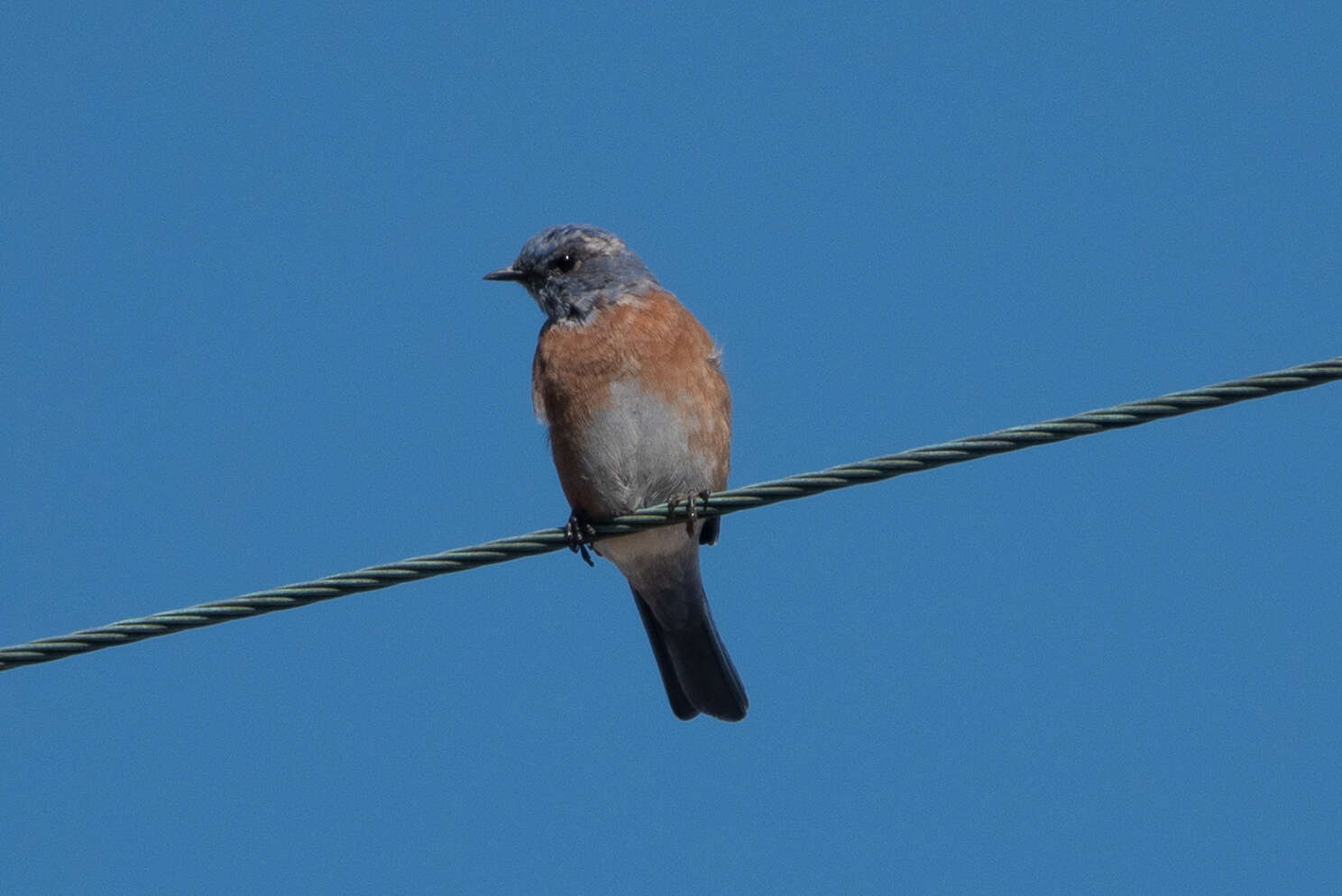 Image of Western Bluebird