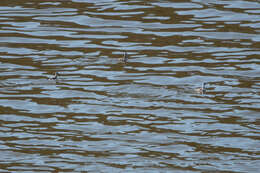 Image of Red-necked Phalarope