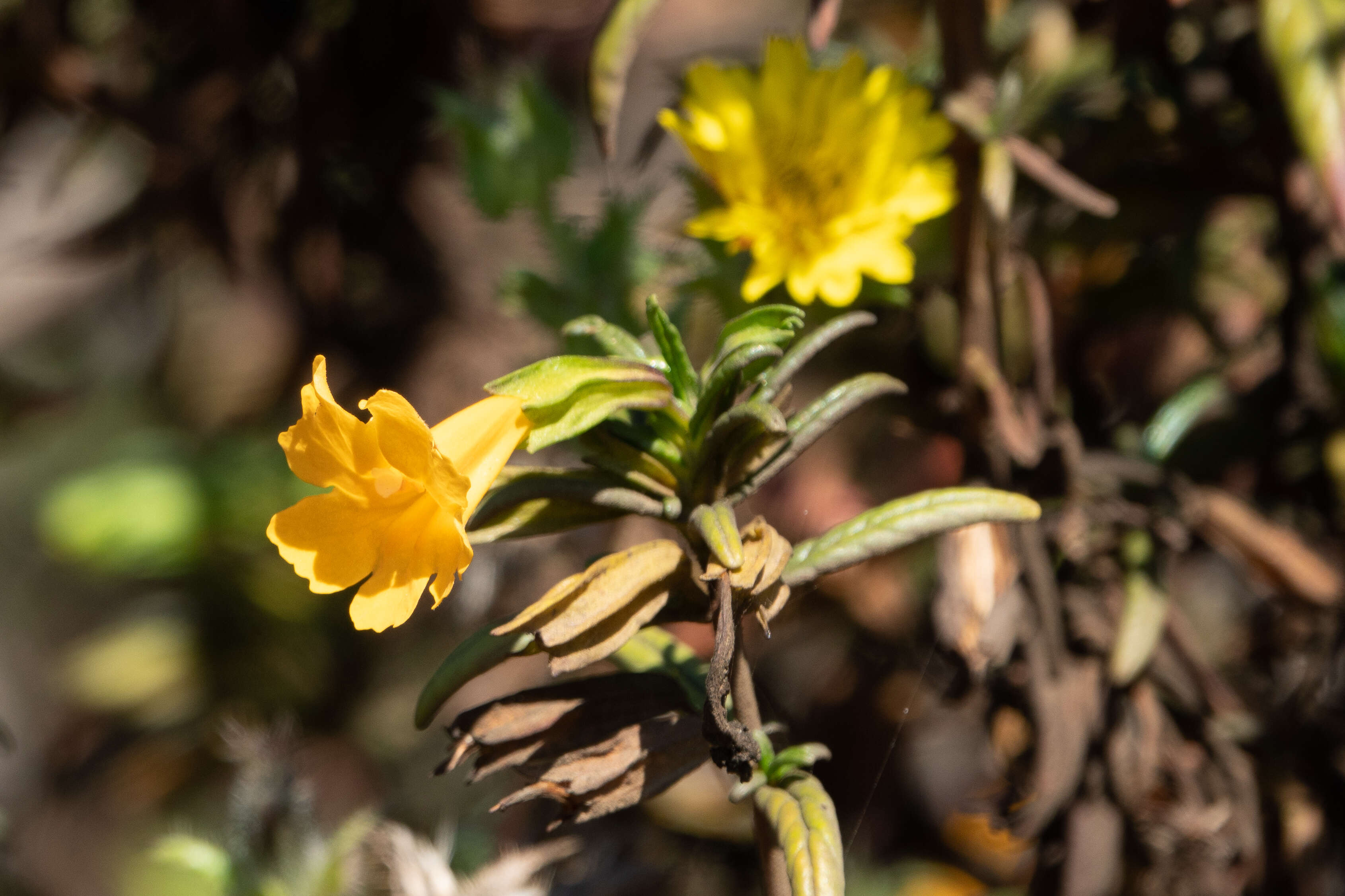 Image of monkeyflowers