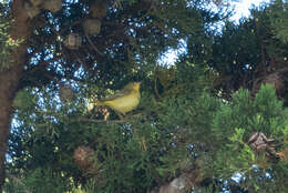 Image of Monterey cypress