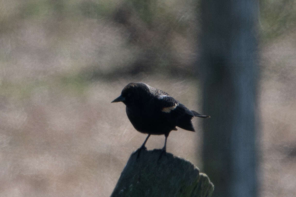 Image of Tricolored Blackbird