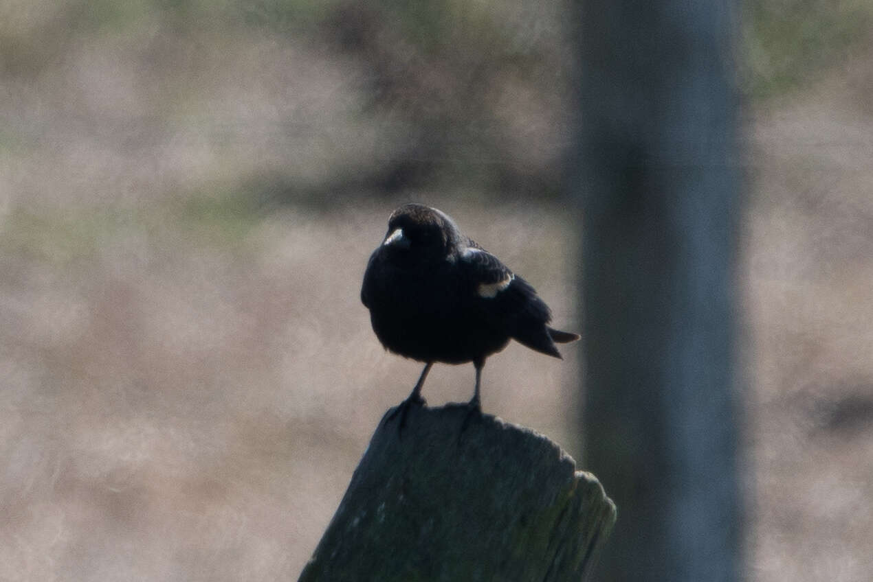 Image of Tricolored Blackbird