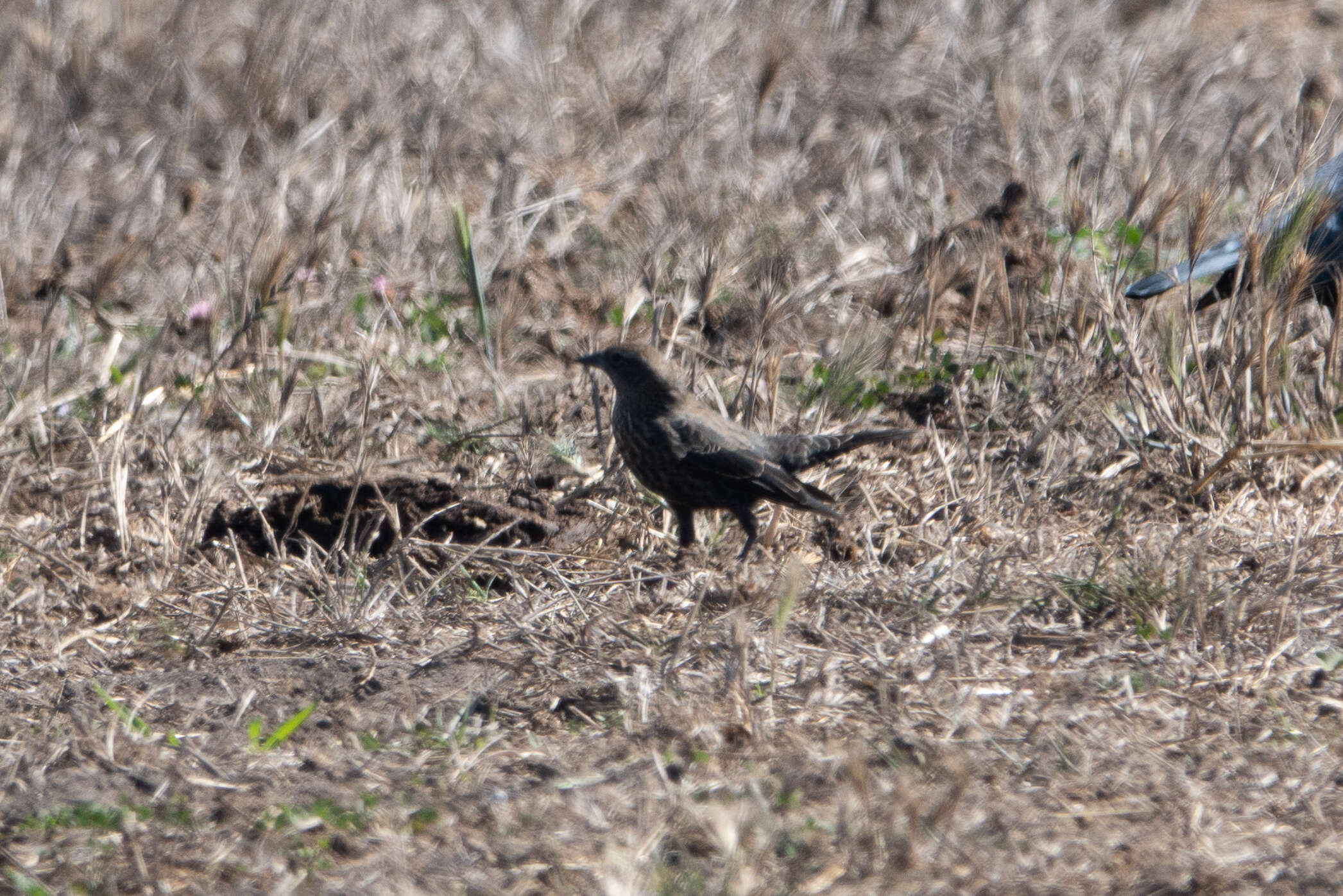 Image of Tricolored Blackbird