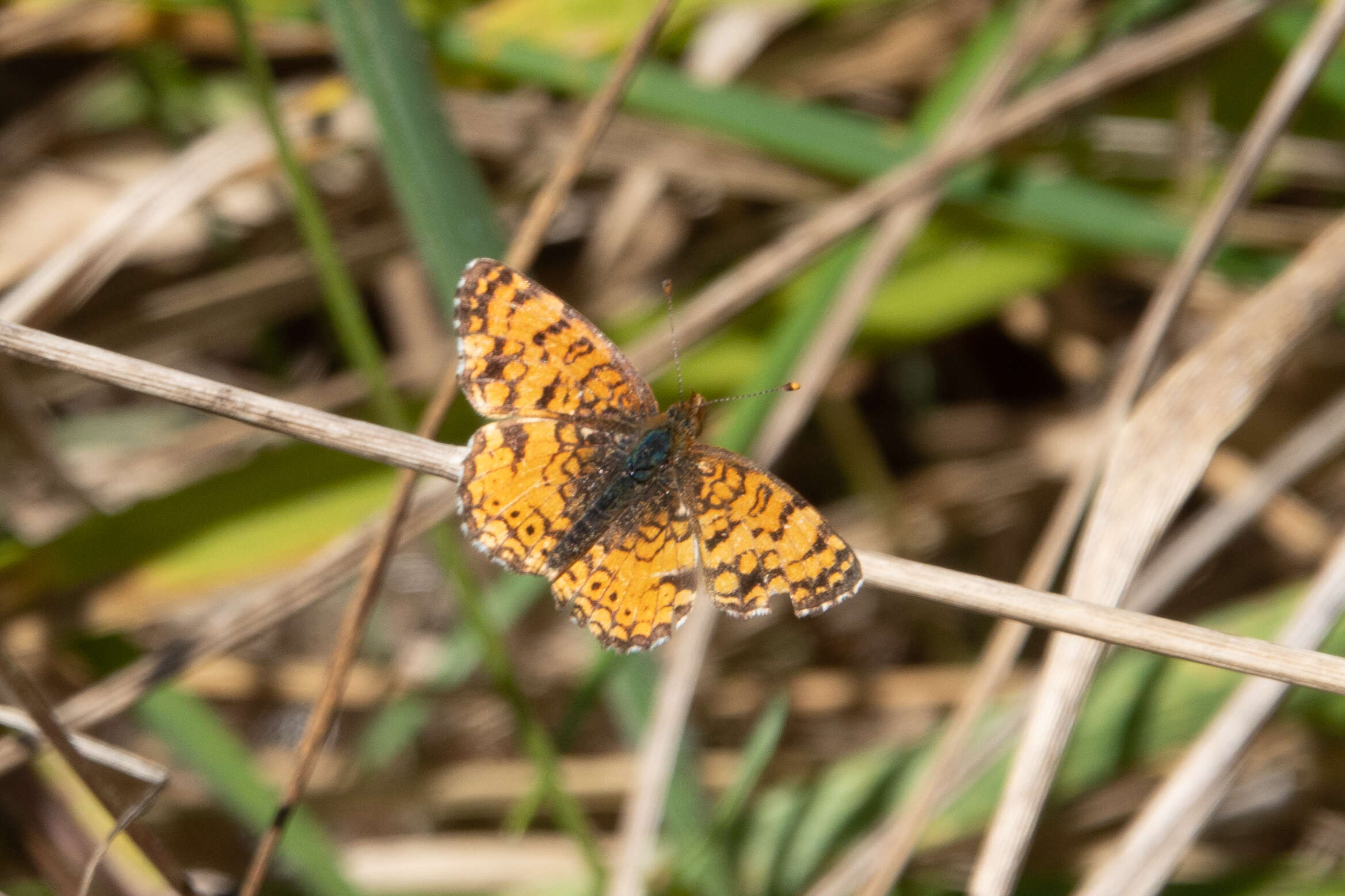 Image of Phyciodes mylitta