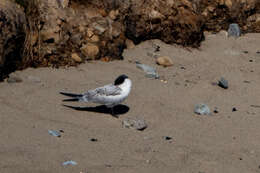 Image of Elegant Tern