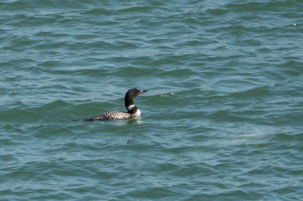 Image of loons