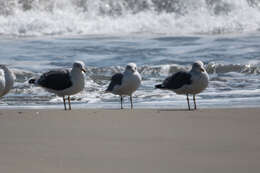 Image of California Gull