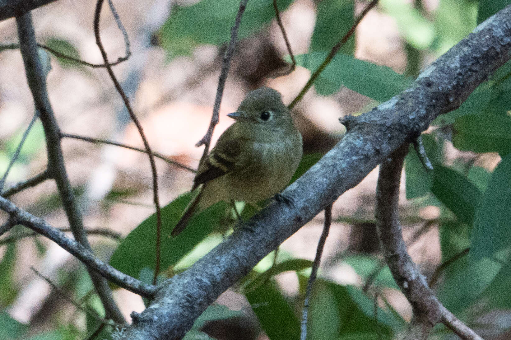 Image of Pacific-slope Flycatcher
