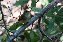 Image of Pacific-slope Flycatcher