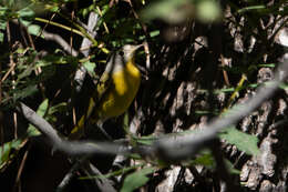 Image of Nashville Warbler