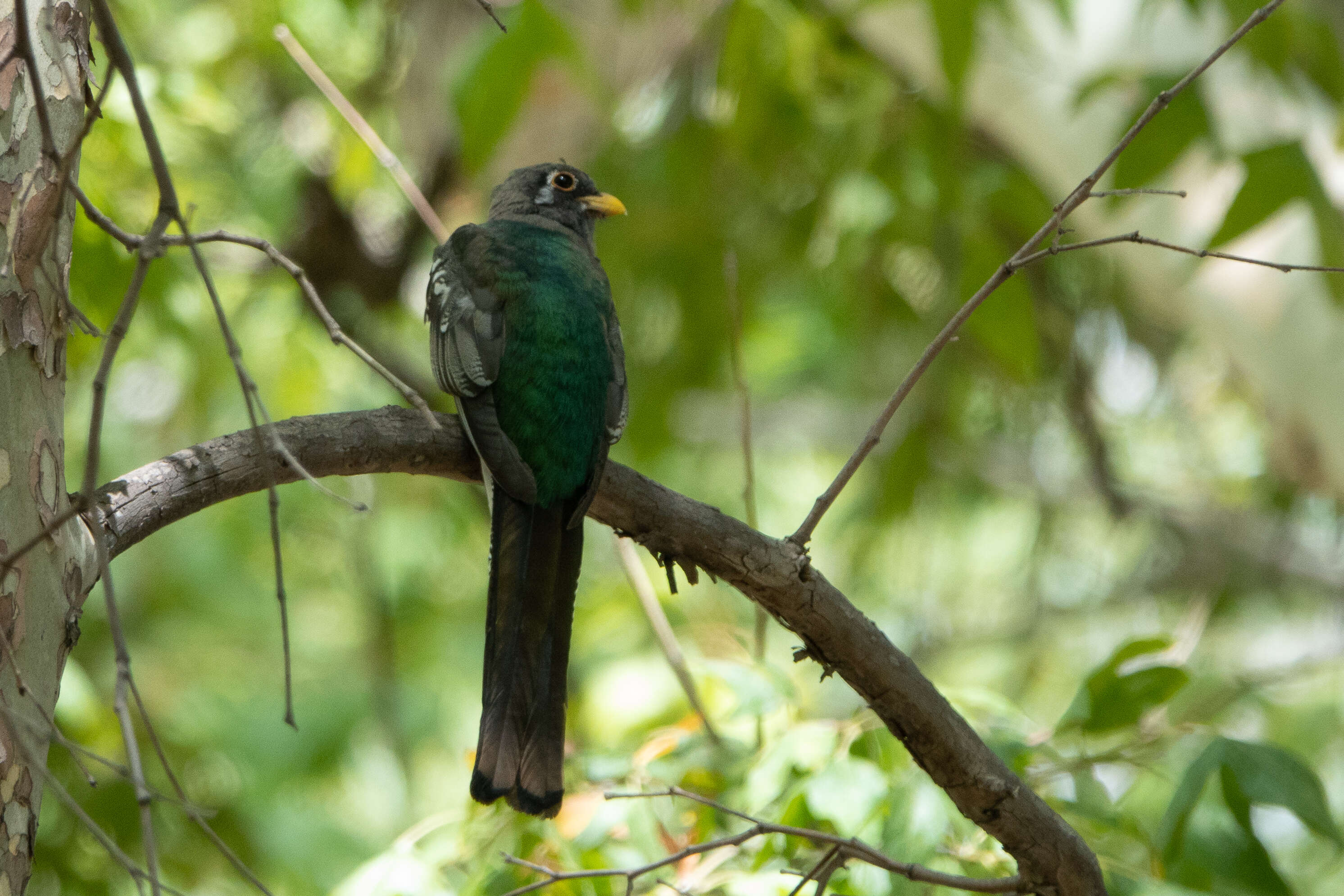 Imagem de Trogon elegans Gould 1834