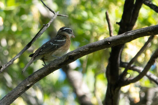 Image of Black-headed Grosbeak