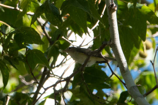 Image of Warbling Vireo