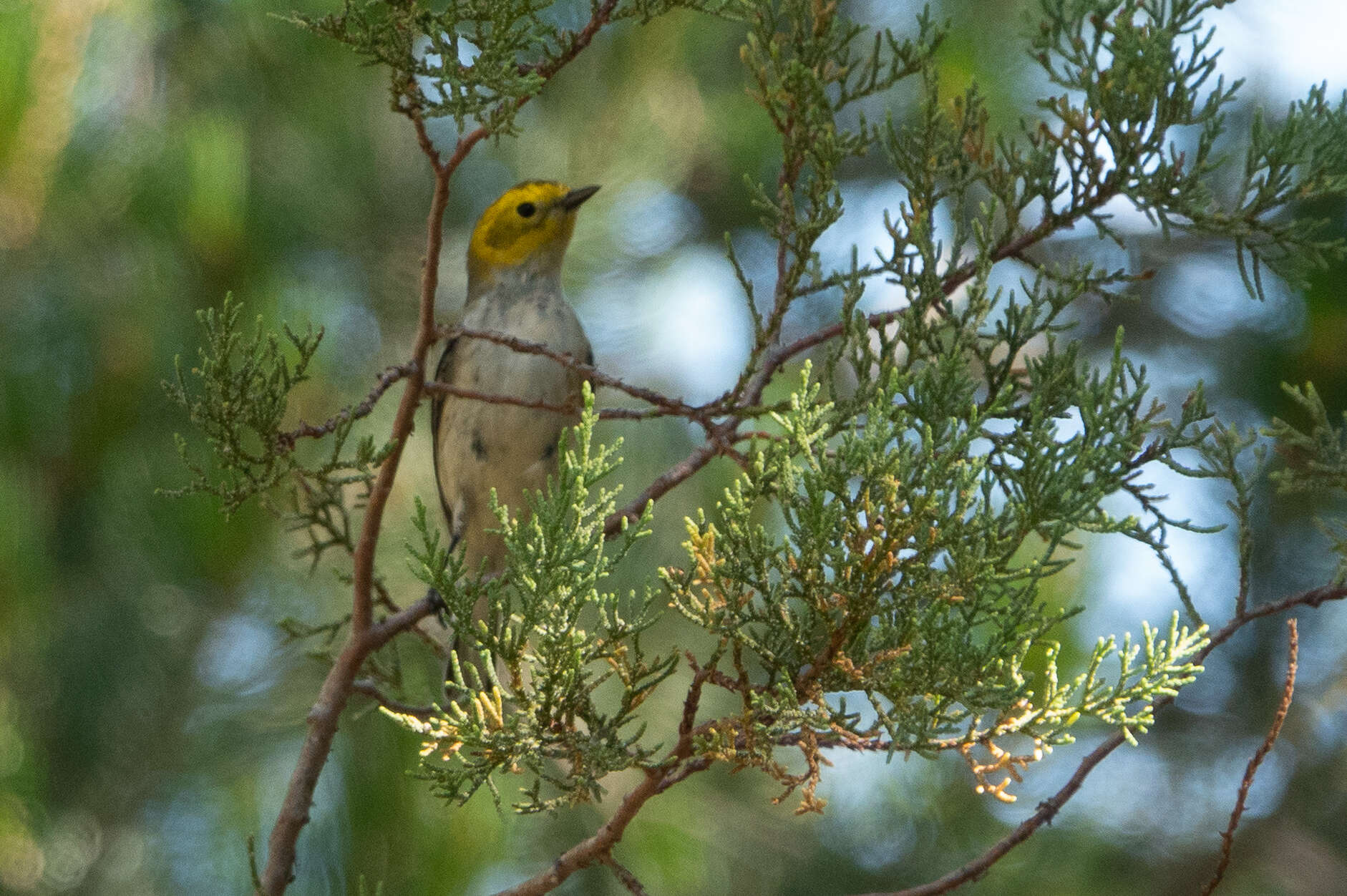 Image of Hermit Warbler