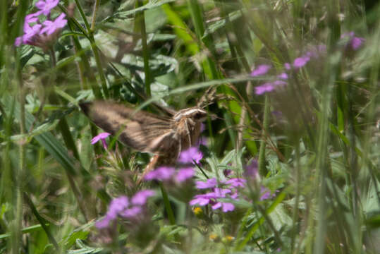 Image of White-lined Sphinx