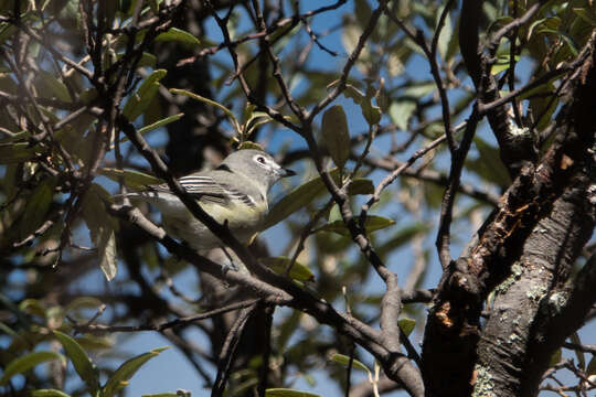 Image of Plumbeous Vireo