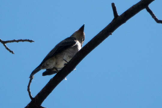 Image of Olive-Sided Flycatcher