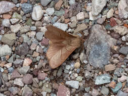 Image of Forest Tent Caterpillar Moth