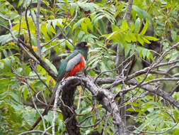 Imagem de Trogon elegans Gould 1834