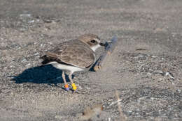 Слика од Charadrius nivosus (Cassin 1858)